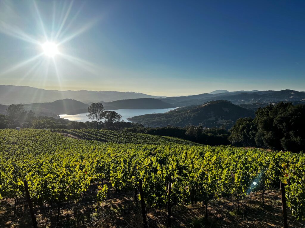 Vineyard landscape at sunrise